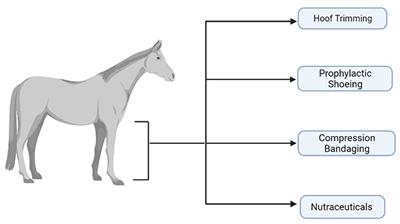 An Evaluation of Current Preventative Measures Used in Equine Practice to Maintain Distal Forelimb Functionality: A Mini Review